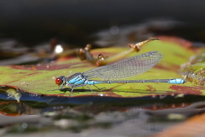 Erythromma_viridulum